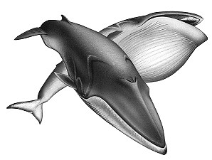 Fin Whale 