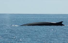 Fin Whale 