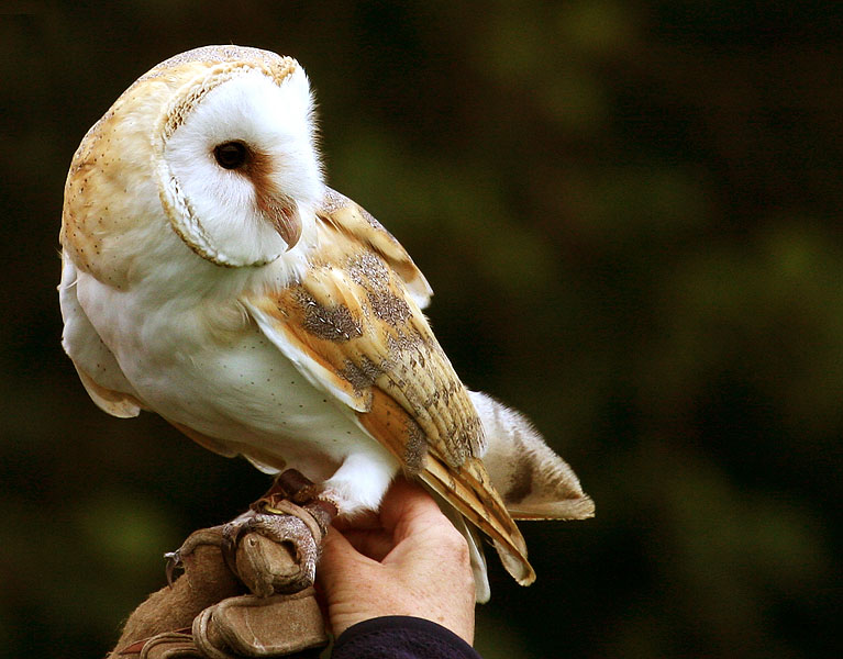 ONE MAN AND HIS OWL