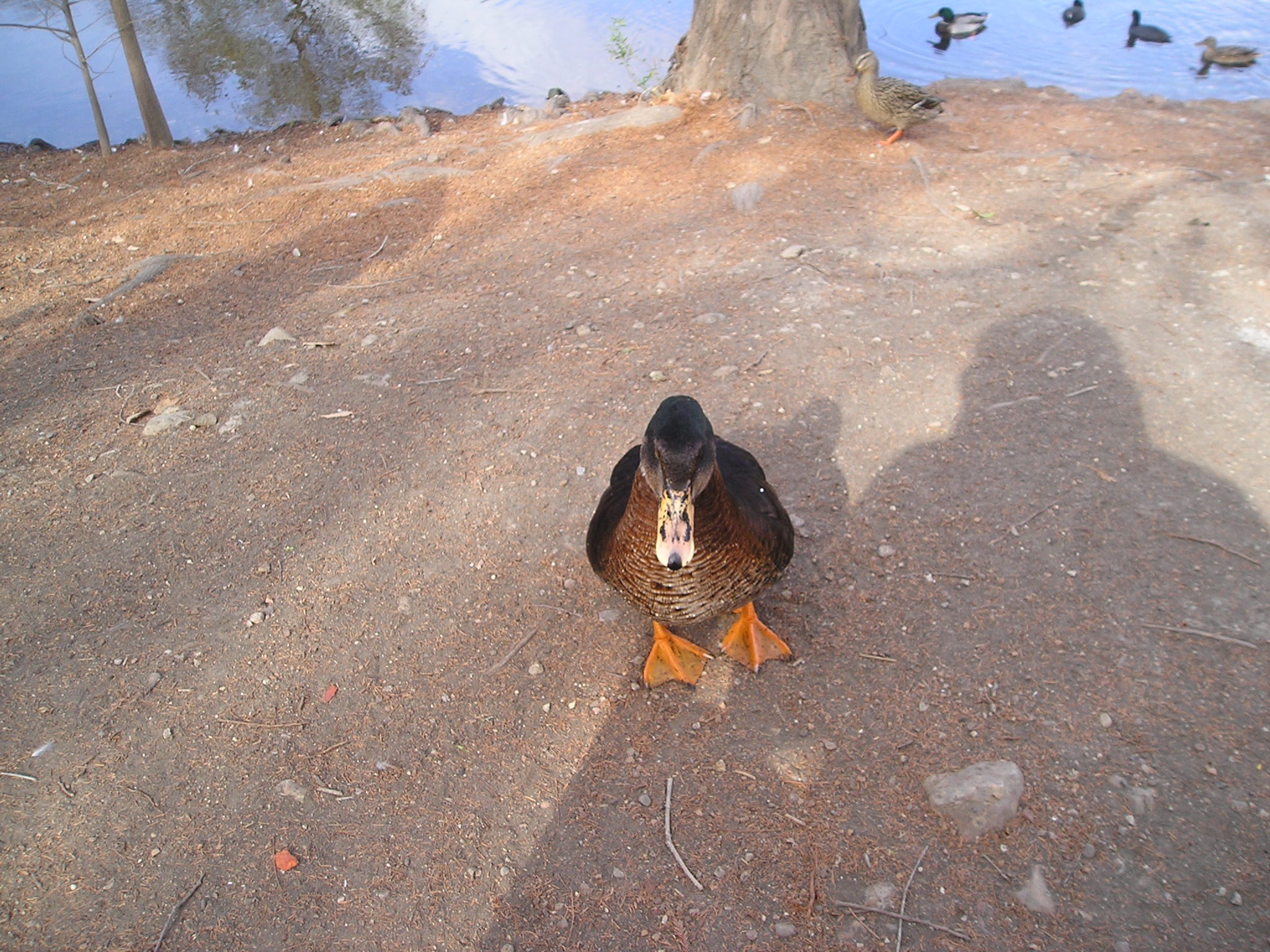 One unhappy duck