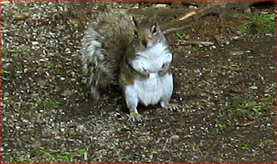 Bewildered squirrel