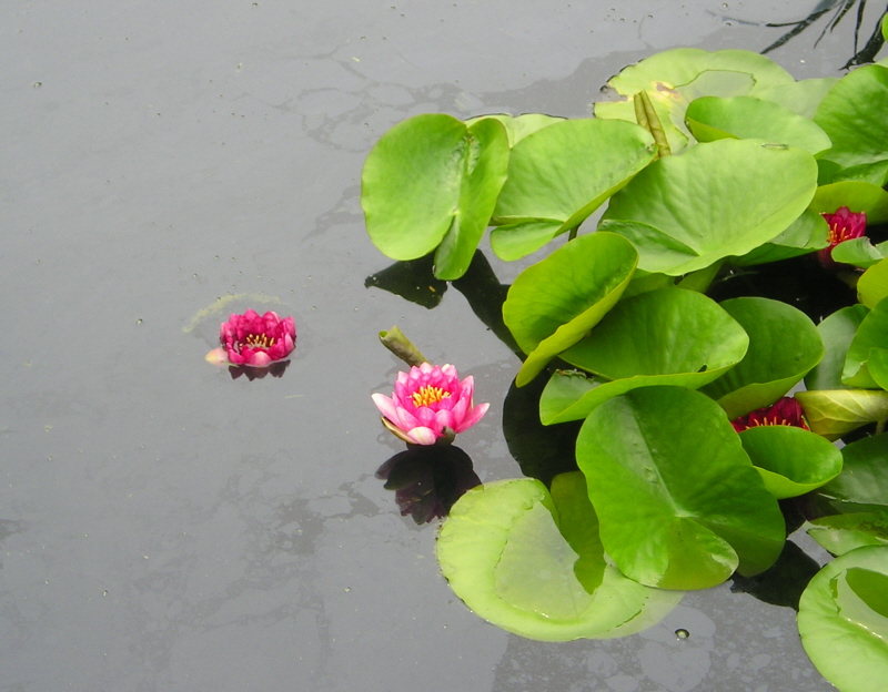 Water lilies