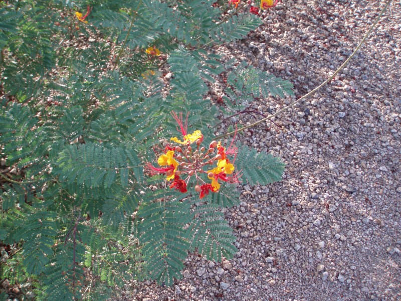 Desert bloom