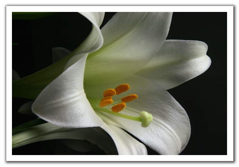 Easter Lily