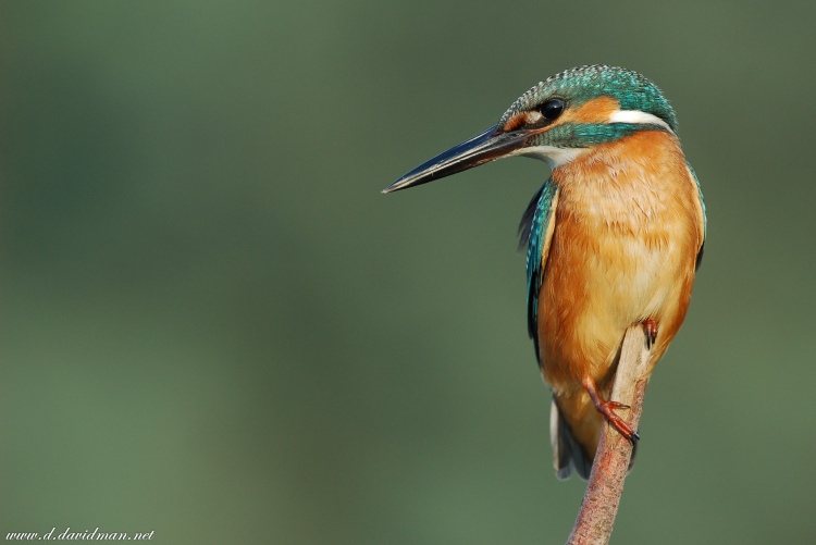 Kingfisher Alcedo atthis