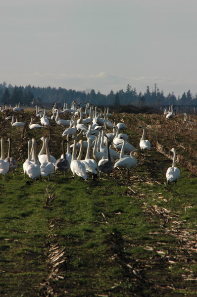 DSC_0482_resize.JPG