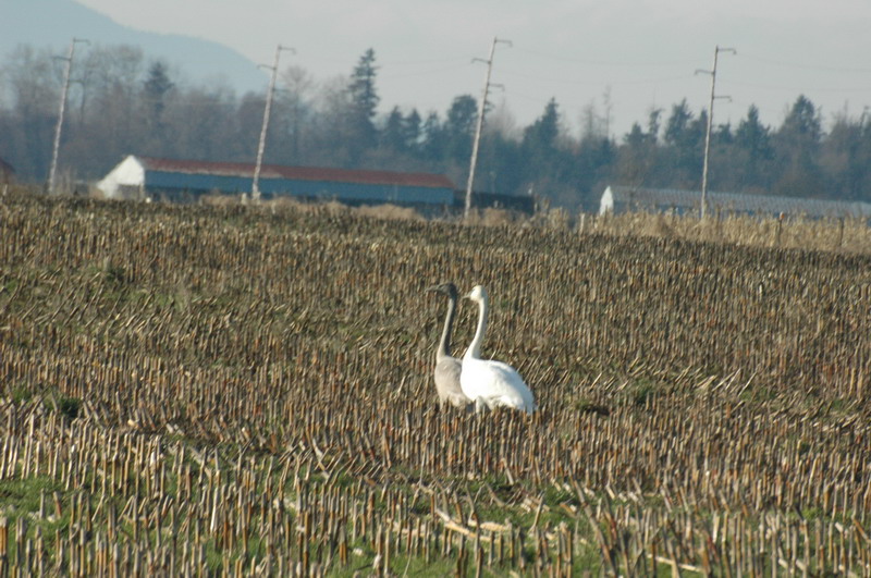 DSC_0488_resize.JPG