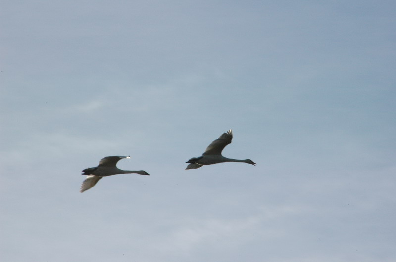 DSC_0517_resize.JPG