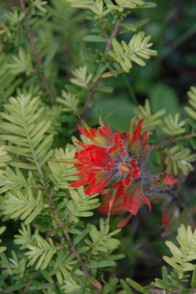 DSC_0733_resize.JPG