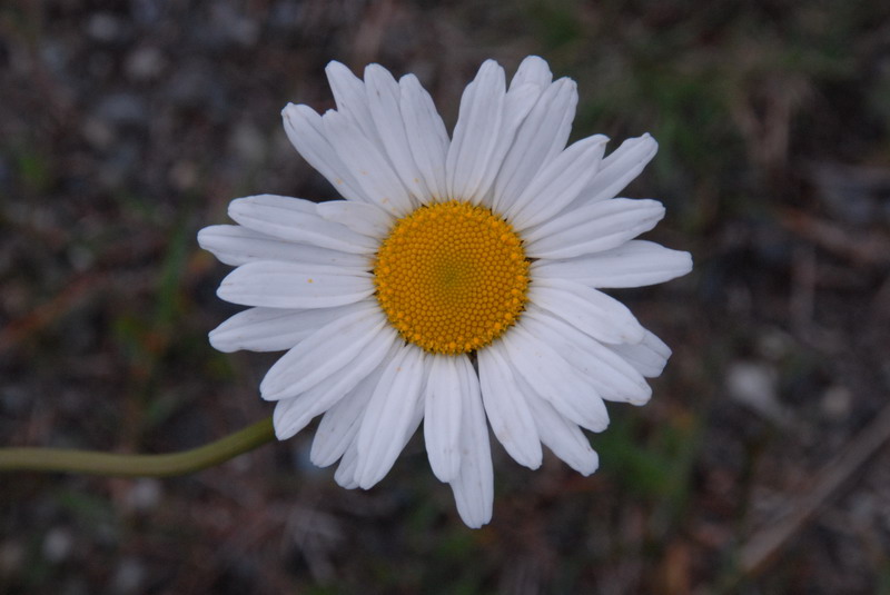 DSC_0735_resize.JPG