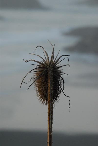DSC_9800_resize.JPG