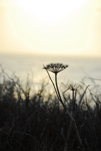 DSC_9454_resize.JPG