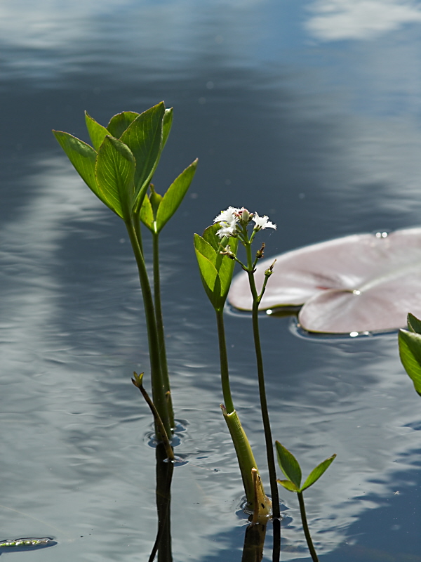 Silver Lake wetlands