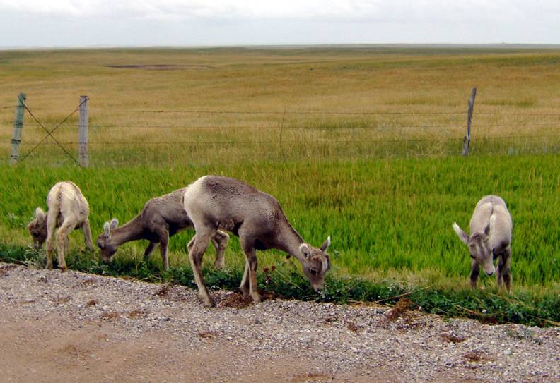 BIGHORN SHEEP LAMBS.jpg