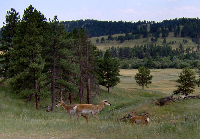 pronghorns crossing road.jpg