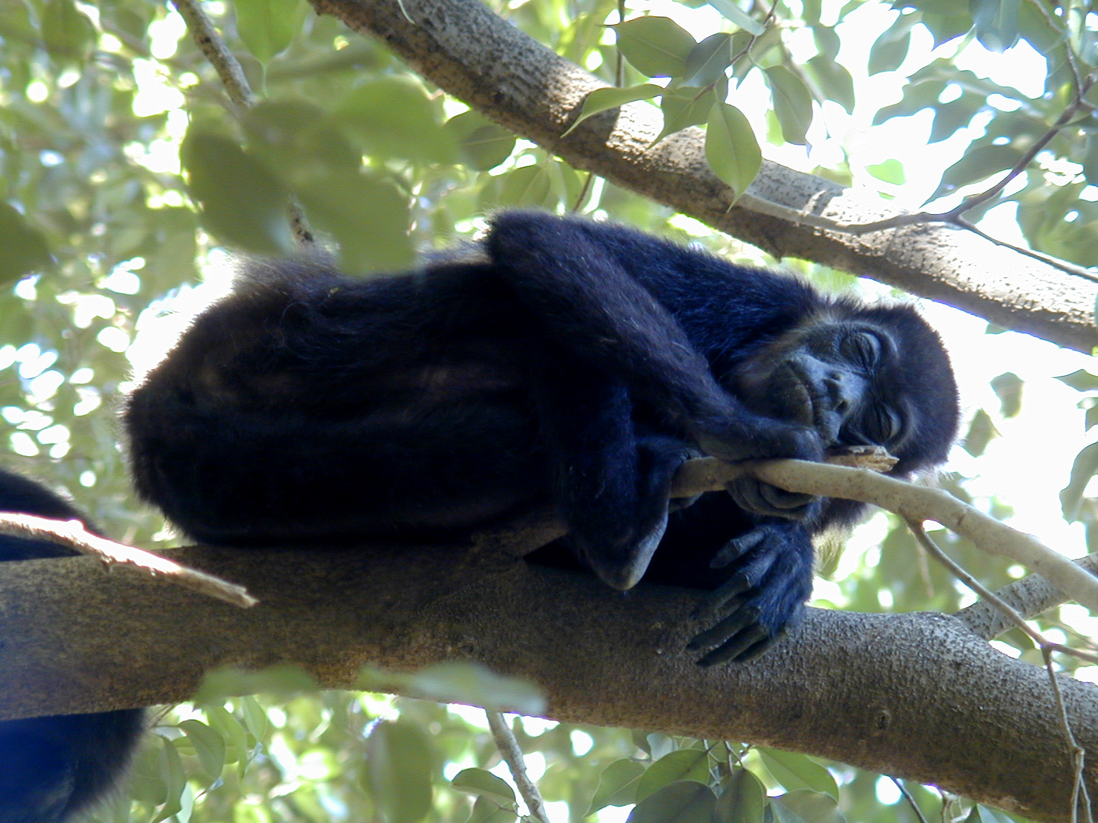 Costa Rica Playa Tamarindo Howler Monkey 773.jpg
