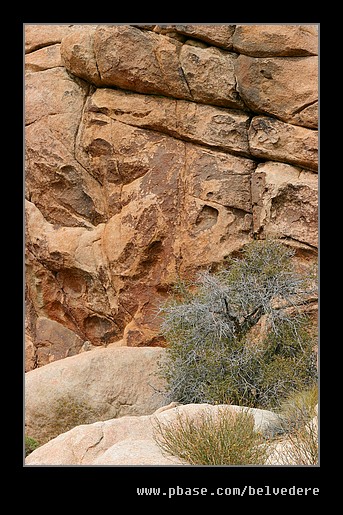 #2 Joshua Tree NP, CA