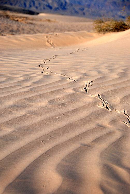 Someones Been Running Around the Dunes