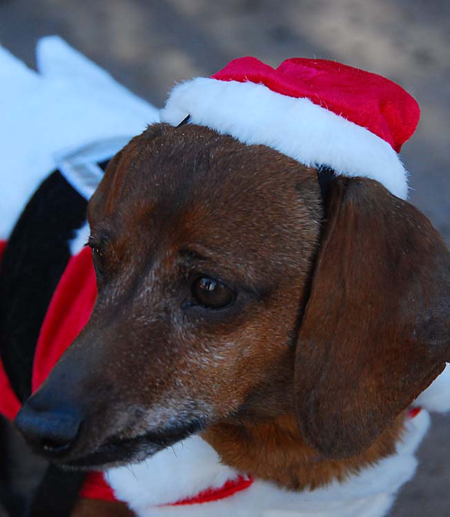 Santa Doxie