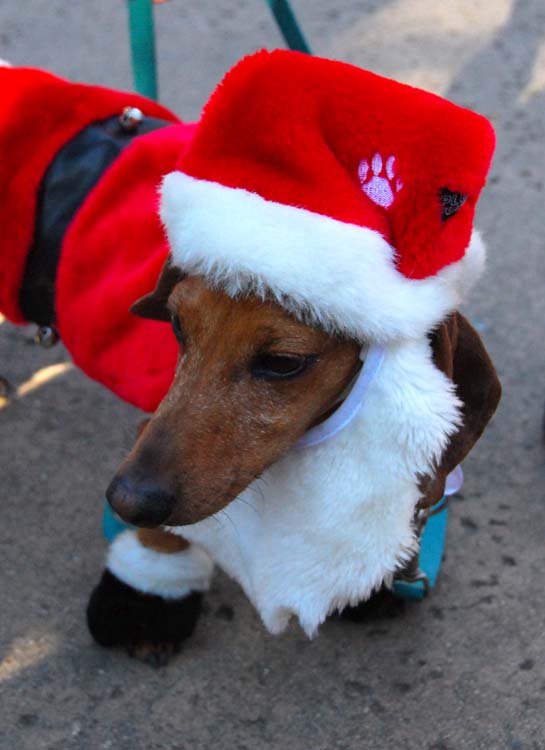 Bearded Santa Doxie - Close Up