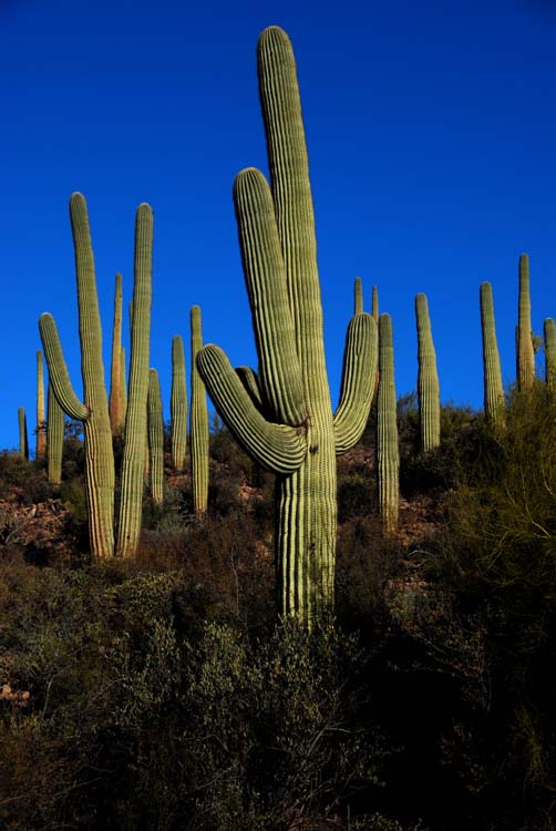 Saguaro Cactus People