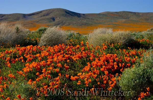 Poppy Heaven in the Lancaster Fields