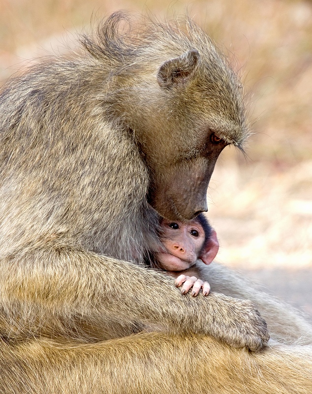 Chacma baboon