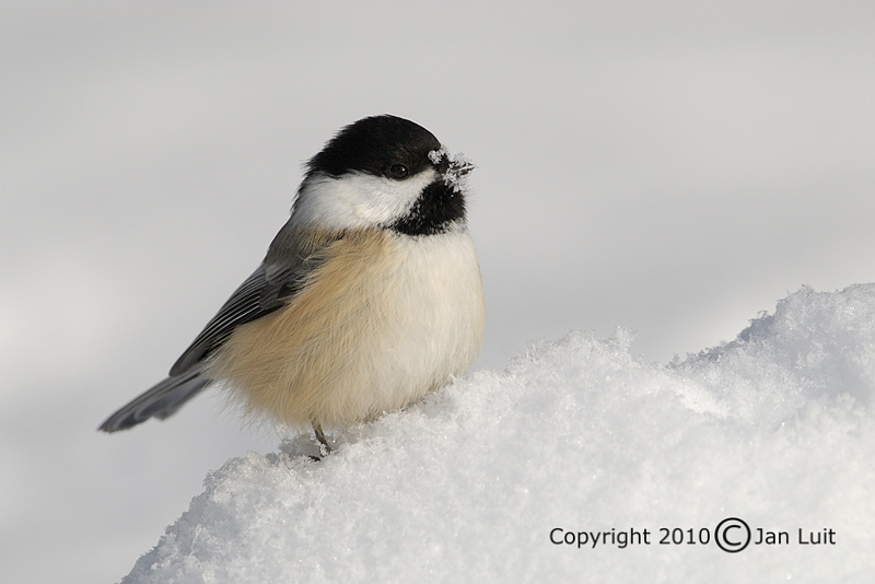 Black-capped Chickadee - Poeclie atricapillus - Amerikaanse Matkop
