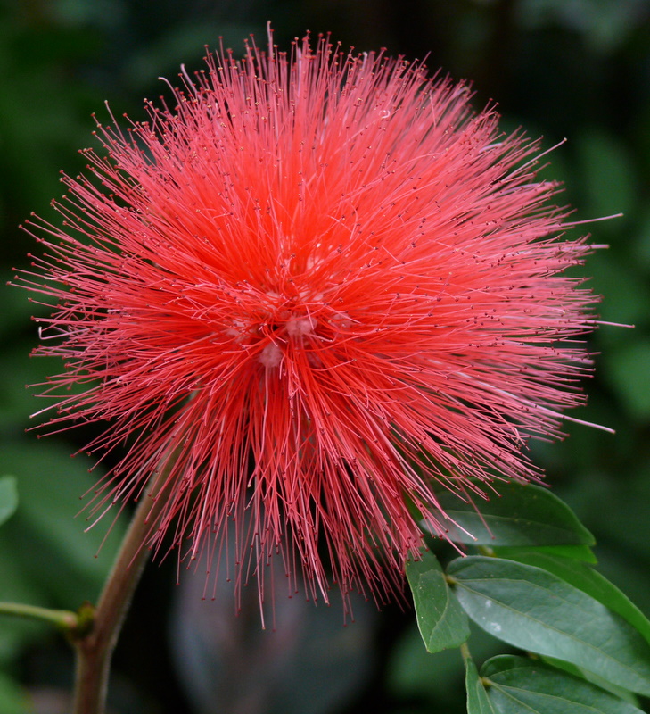 RED POWDER PUFF