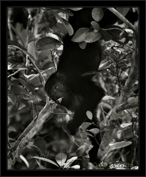 Wild Howler Monkey (BW)