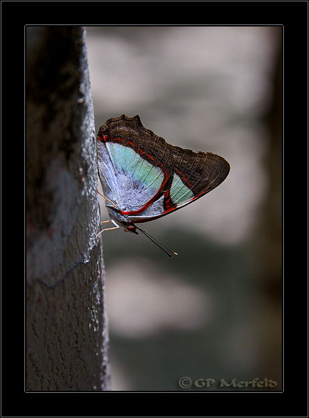 Coba Butterfly