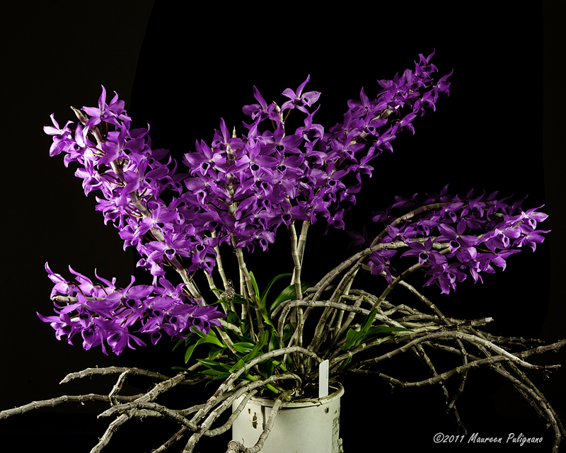 Dendrobium Nestor Rosadan CCM/AOS