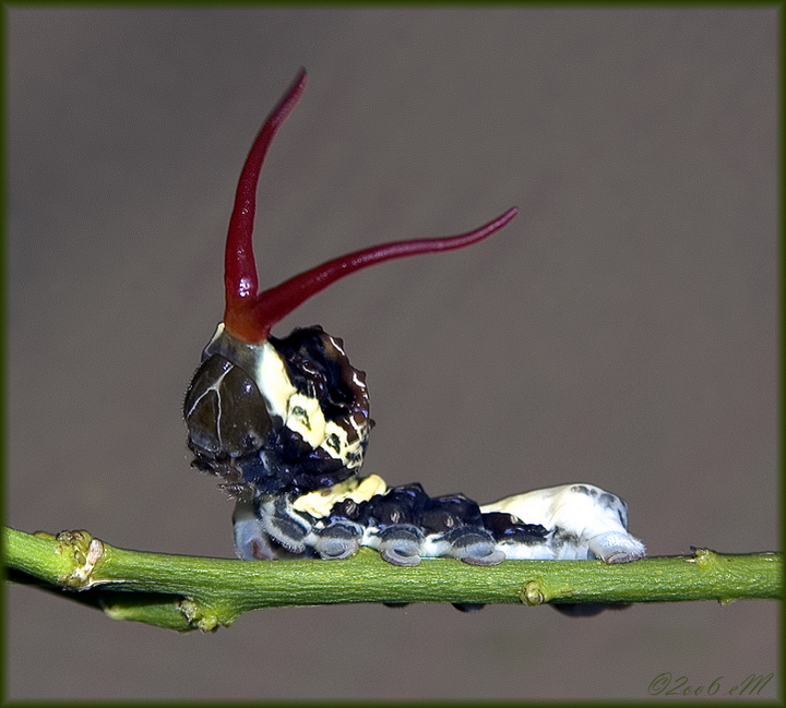 giant swallowtail larva