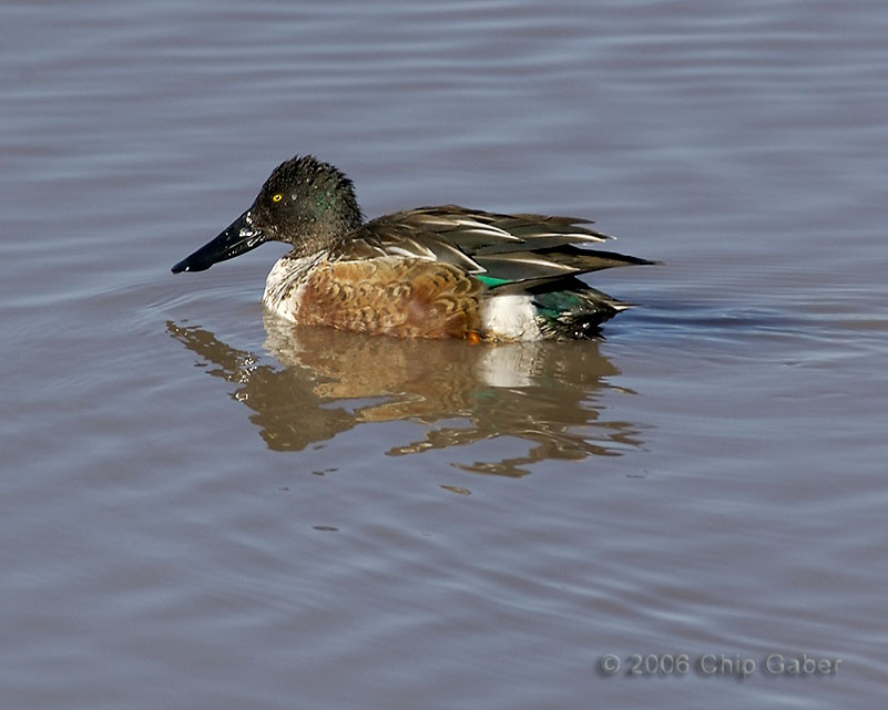 shoveler