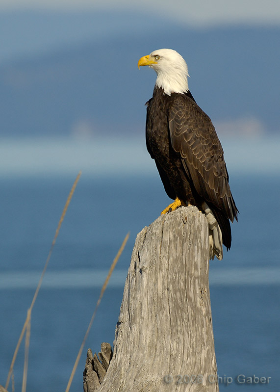 keeping watch