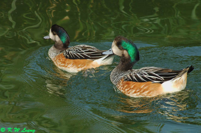 Chiloe Wigeon
