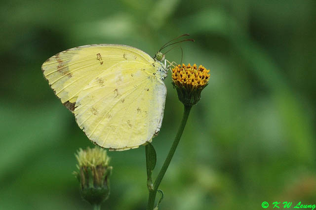 Eurema hecabe DSC_6940