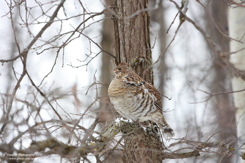 Ruffed Grouse 070105_3.jpg