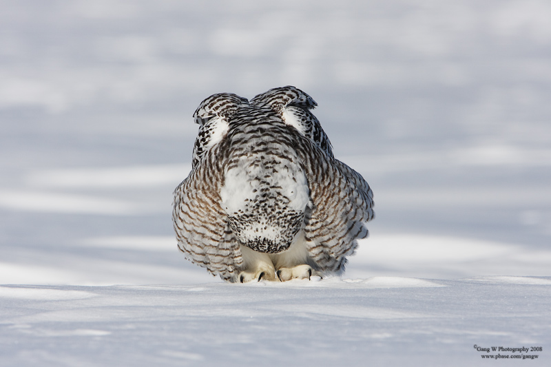 snowyowl080216_1196_800.jpg