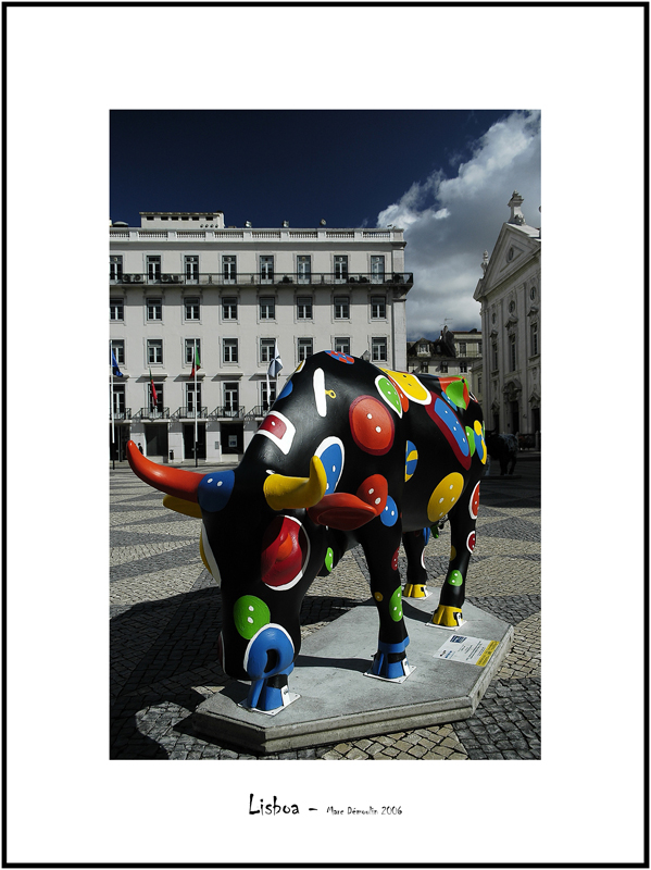 Cows in Lisboa 10