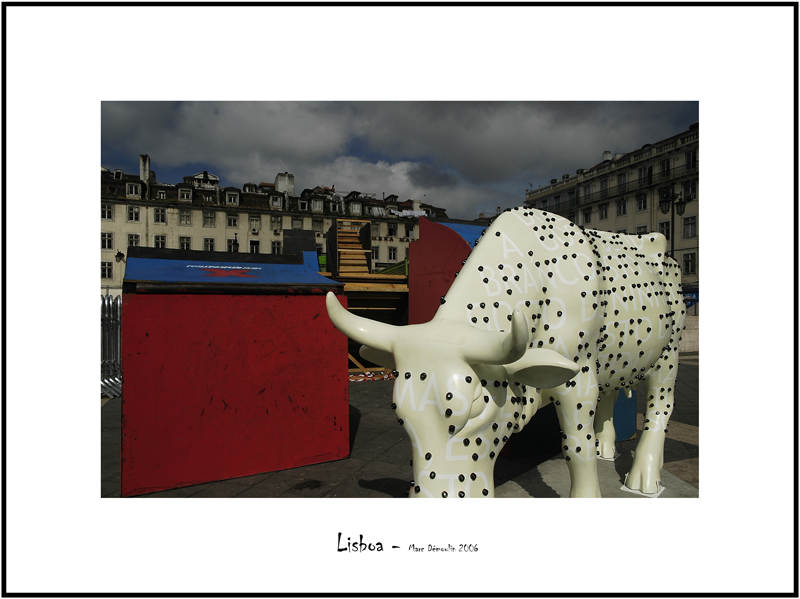 Cows in Lisboa 15