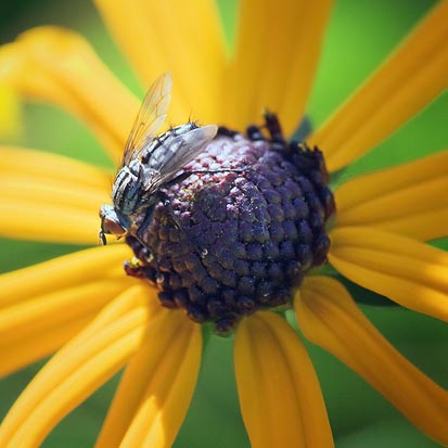 Fly On A Black-eyed Susan 18843