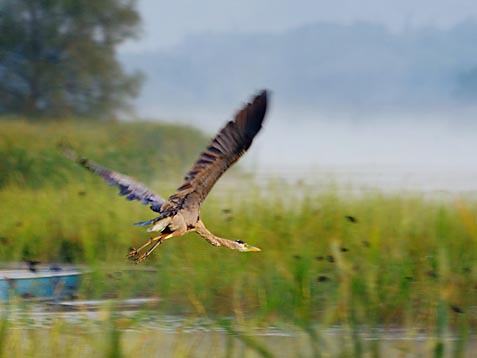 Heron In Flight 18975