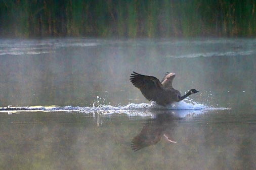 Dawn Goose Splashdown 19335