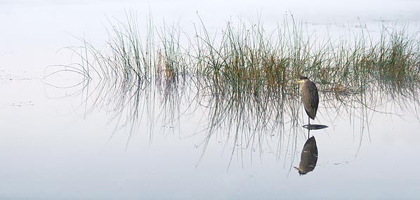 Dawn Heron 19322-3