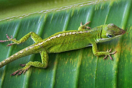 Anole Lizard On A Leaf 20090327