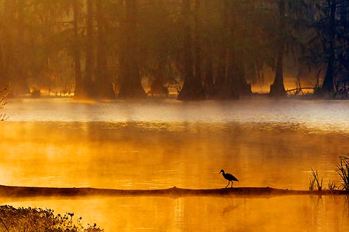 Heron Walking A Log 45841