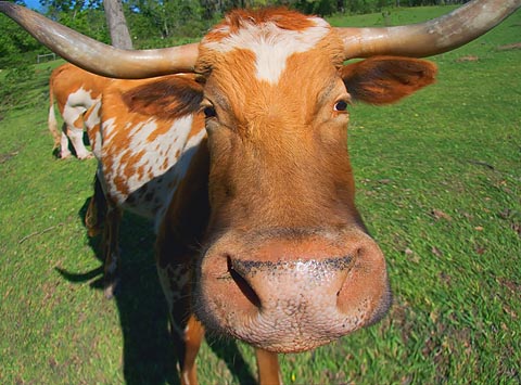 Texas Longhorn Upclose 46520