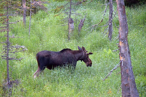 Moseying Moose 02927