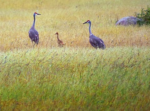 Sandhill Crane Family 20090716